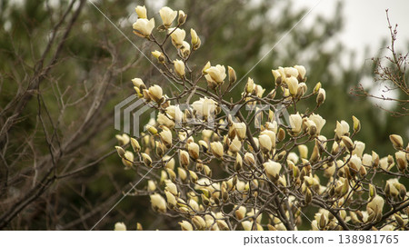 Hwarang Park Magnolia 138981765