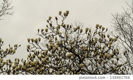 Hwarang Park Magnolia 138981768