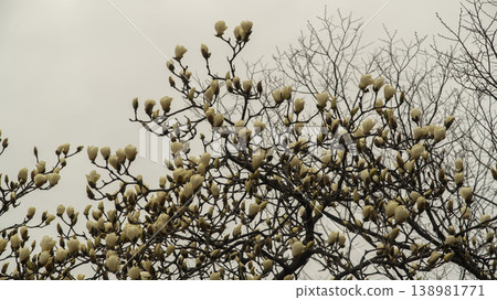 Hwarang Park Magnolia 138981771