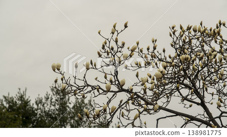 Hwarang Park Magnolia 138981775