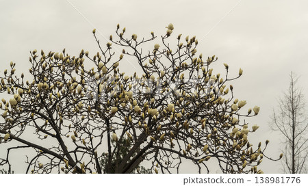 Hwarang Park Magnolia Hwarang Park Magnolia 138981776