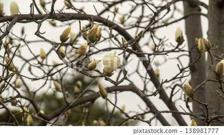Hwarang Park Magnolia 138981777