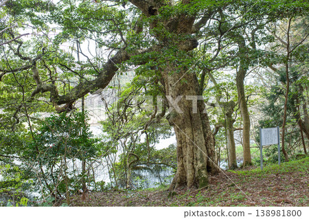 A giant Machilus thunbergii tree stands on the shore of Tenjinjo Marsh; a natural monument; Nikaho City, Akita Prefecture. A giant Machilus thunbergii tree stands on the shore of Tenjinjo Marsh; a natural monument; Nikaho City, Akita Prefecture. 138981800