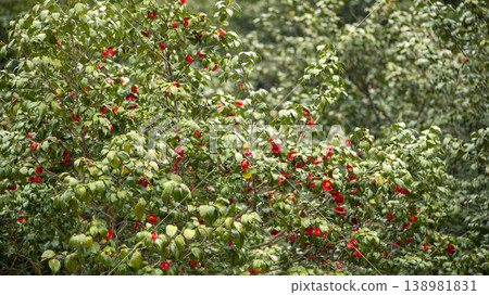 Camellia Camellia 138981831