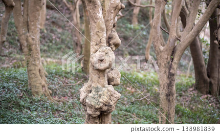 Camellia Camellia 138981839