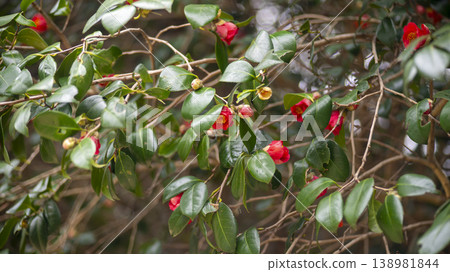 Camellia 138981844