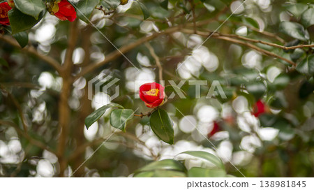 Camellia 138981845