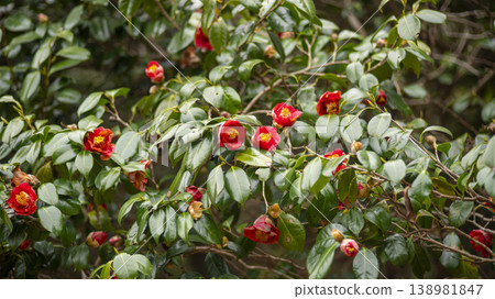 Camellia 138981847