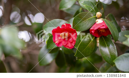 Camellia 138981848