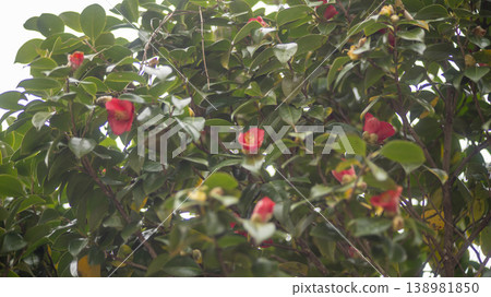 Camellia 138981850