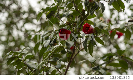 Camellia Camellia 138981855