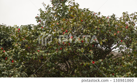 Camellia Camellia 138981860