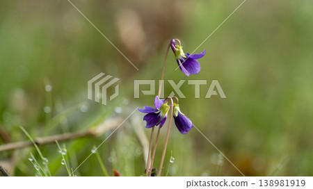 dew violet 138981919