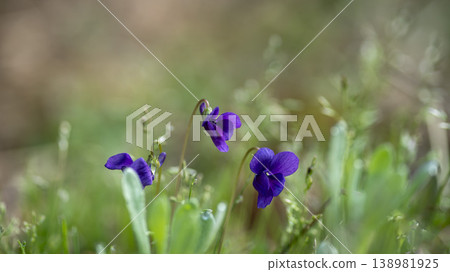dew violet dew violet 138981925