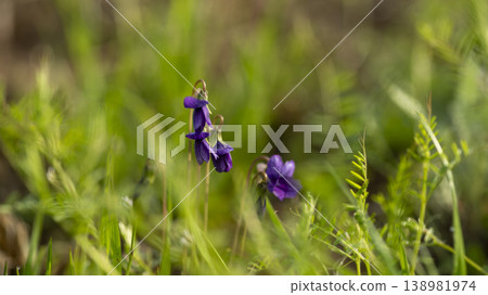 dew violet dew violet 138981974