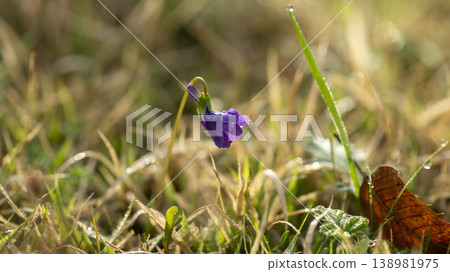 dew violet 138981975