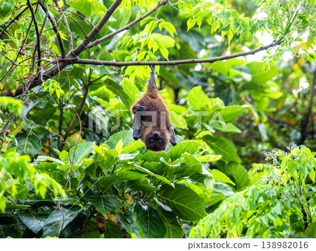 Yaeyama flying fox (Iriomote Island, Okinawa Prefecture) 138982016