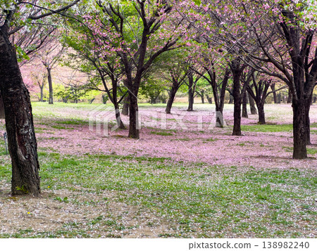 Park with scattered cherry blossom petals 138982240