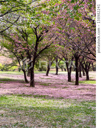 櫻花花瓣散落的公園 櫻花花瓣散落的公園 138982241