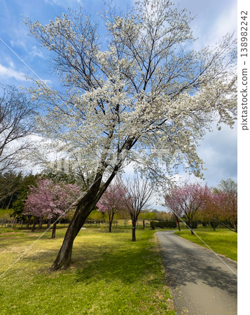 Oshima cherry blossoms blooming in the park Oshima cherry blossoms blooming in the park 138982242