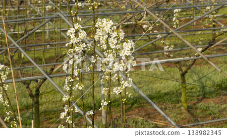 Pear blossoms Pear blossoms 138982345