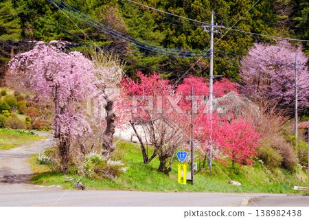 路邊桃花盛開 路邊桃花盛開 138982438
