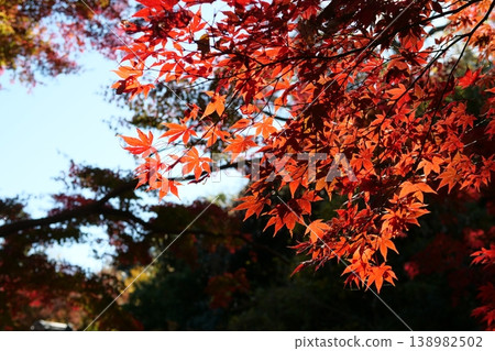 Autumn foliage at Sankeien Garden Autumn foliage at Sankeien Garden 138982502