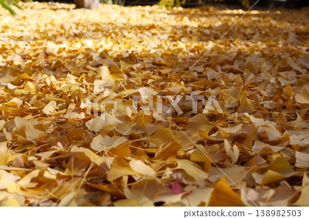 Autumn foliage at Sankeien Garden Autumn foliage at Sankeien Garden 138982503
