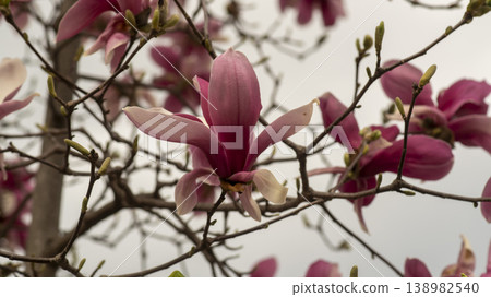 Purple magnolia 138982540