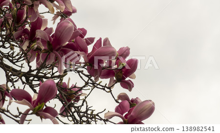 Purple magnolia 138982541