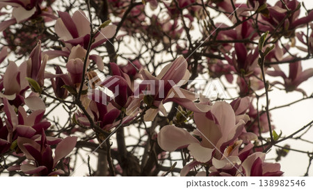 Purple magnolia Purple magnolia 138982546