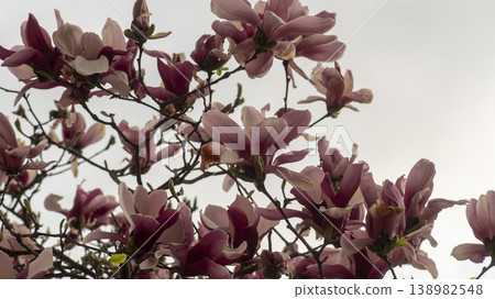 Purple magnolia Purple magnolia 138982548