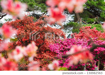 杜鵑花節 138982563