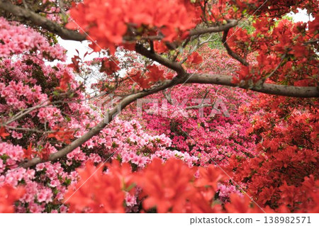 杜鵑花節 138982571