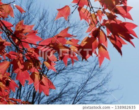 Momiji who changed leaves 138982635