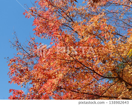 Momiji who changed leaves Momiji who changed leaves 138982643