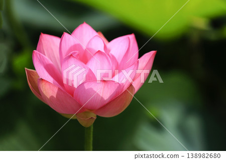 Beautiful lotus flowers blooming in the pond. Beautiful lotus flowers blooming in the pond. 138982680