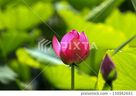 Beautiful lotus flowers blooming in the pond. Beautiful lotus flowers blooming in the pond. 138982681