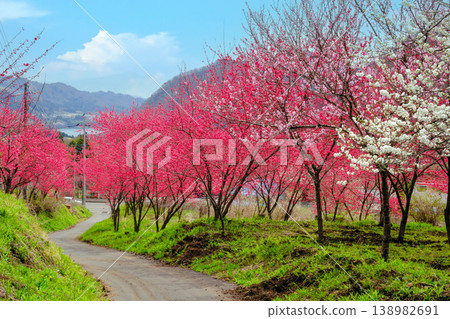 The road leading to the village of flowering peach trees The road leading to the village of flowering peach trees 138982691