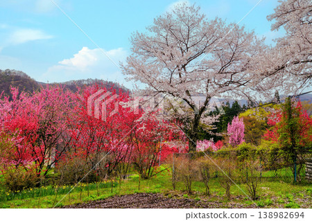 櫻花、桃花的風景 138982694
