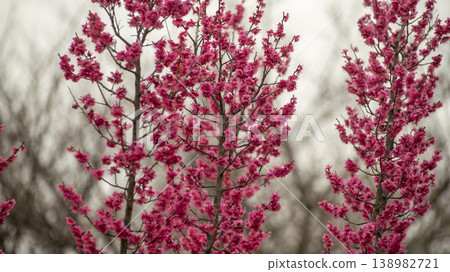red plum blossoms red plum blossoms 138982721