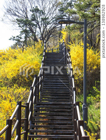 Flower Forsythias in Eungbongsan Mountain, Seoul. Flower Forsythias in Eungbongsan Mountain, Seoul. 138982928