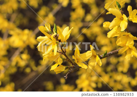 Flower Forsythias in Eungbongsan Mountain, Seoul. Flower Forsythias in Eungbongsan Mountain, Seoul. 138982933