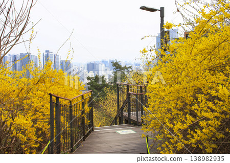 Flower Forsythias in Eungbongsan Mountain, Seoul. Flower Forsythias in Eungbongsan Mountain, Seoul. 138982935