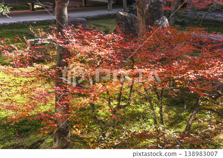 Kenninji Temple Shione Garden Autumn Leaves Kenninji Temple Shione Garden Autumn Leaves 138983007