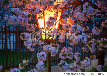 Cherry blossoms and paper lanterns at the Japan Mint Cherry blossoms and paper lanterns at the Japan Mint 138983097
