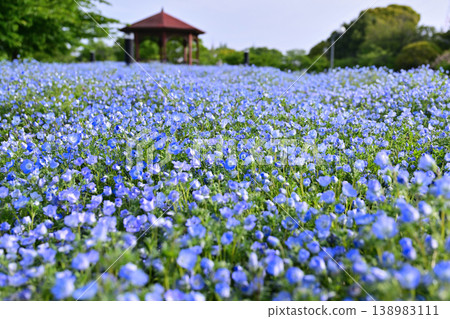 藍色粉蝶 藍色粉蝶 138983111