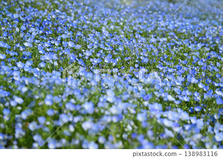 blue nemophila field blue nemophila field 138983116