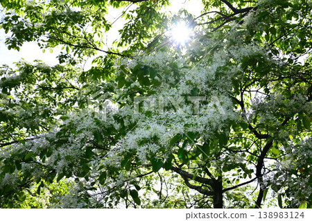 Chionanthus retusus, which blooms with white flowers. Chionanthus retusus, which blooms with white flowers. 138983124