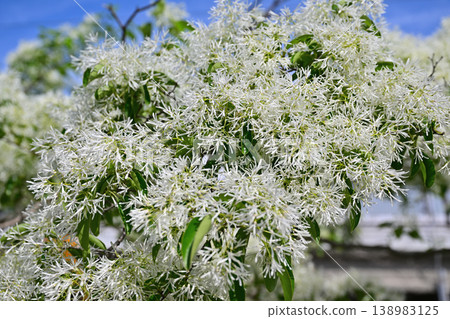 白花雪月花(Chionanthus retusus),開白花。 白花雪月花(Chionanthus retusus),開白花。 138983125